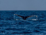 Humpback Whale