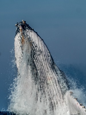 Sardine Run