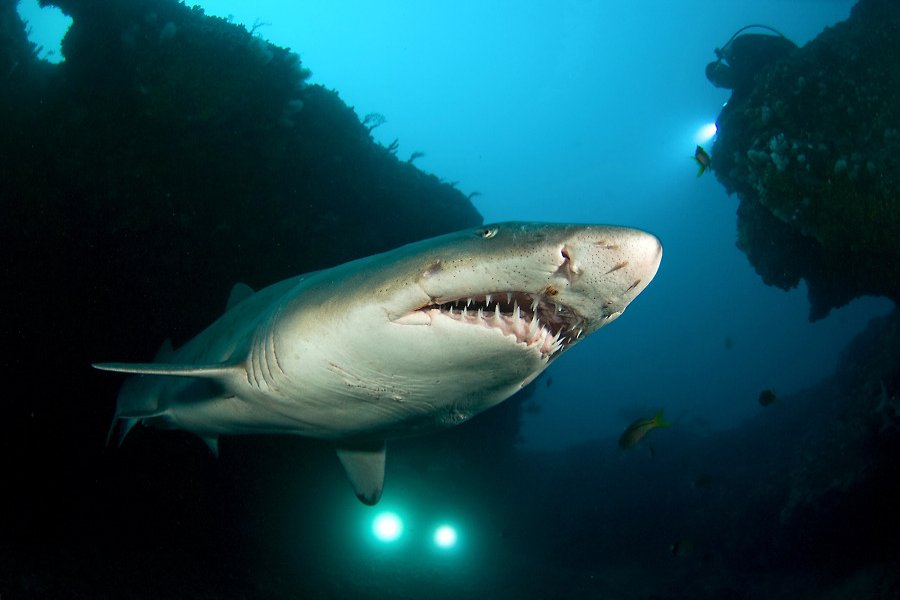 Raggedtooth Shark