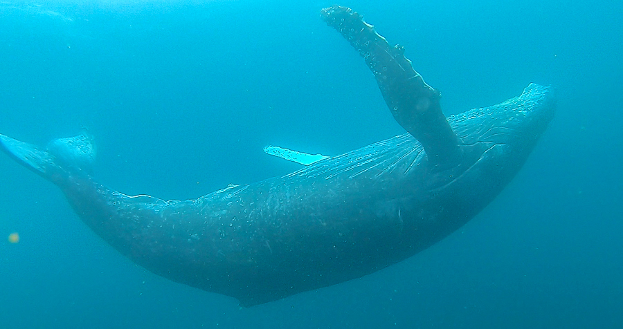 Humpback Whale