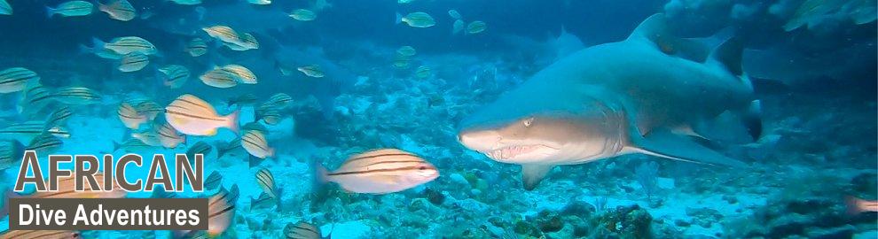 slide-reef-002