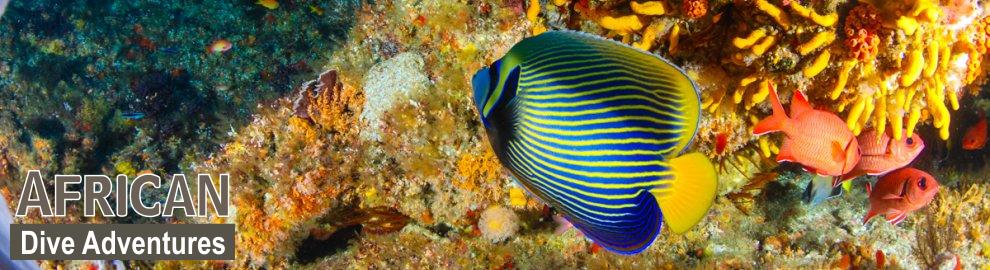 slide-reef-019