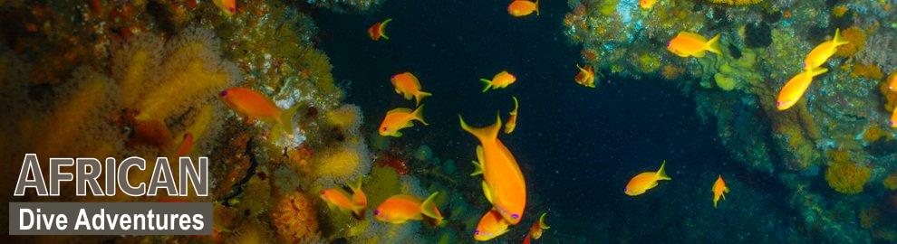 slide-reef-022