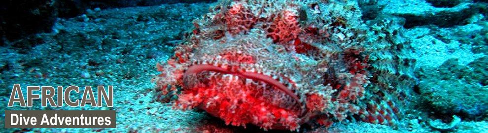 slide-reef-027
