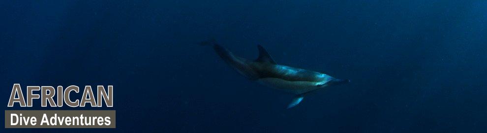 Sardine Run