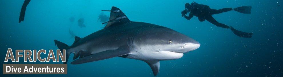 slide-sharkdiving-041