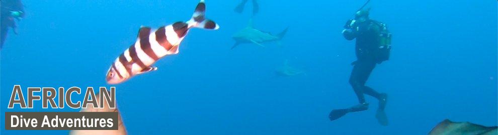 slide-sharkdiving-042