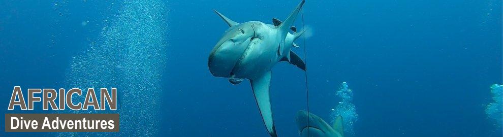 slide-sharkdiving-043