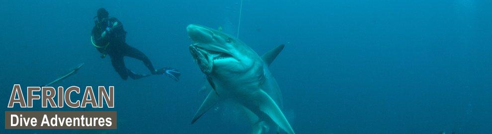 slide-sharkdiving-044