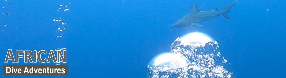 slide-sharkdiving-045