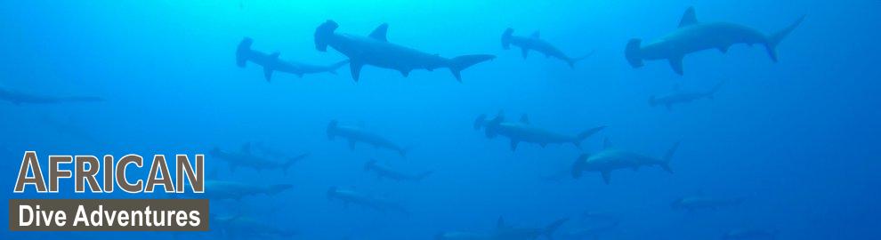 slide-sharkdiving-048