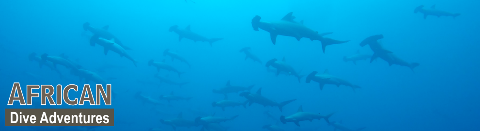 slide-sharkdiving-049