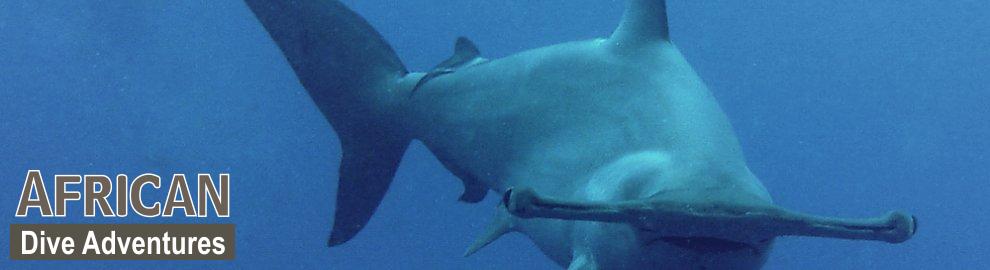 slide-sharkdiving-050