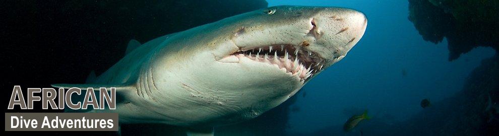 slide-sharkdiving-052