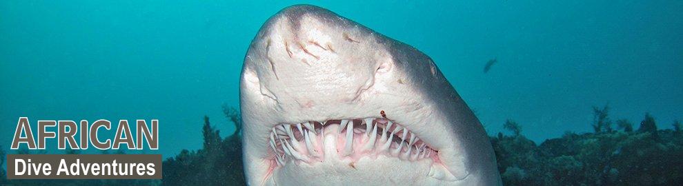 slide-sharkdiving-053