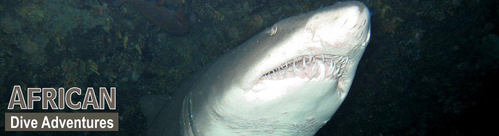 slide-sharkdiving-054