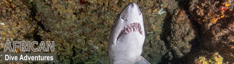 slide-sharkdiving-055