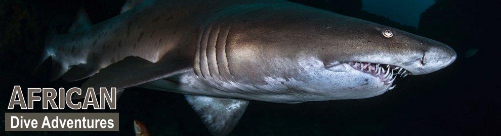 slide-sharkdiving-056