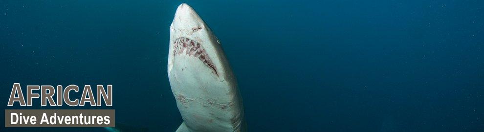 slide-sharkdiving-057