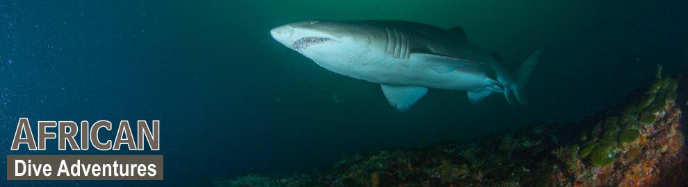 slide-sharkdiving-058