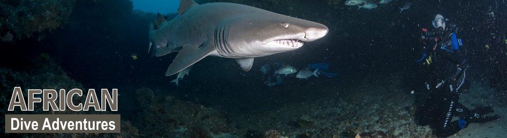 slide-sharkdiving-059