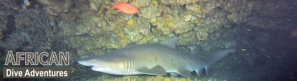 slide-sharkdiving-060