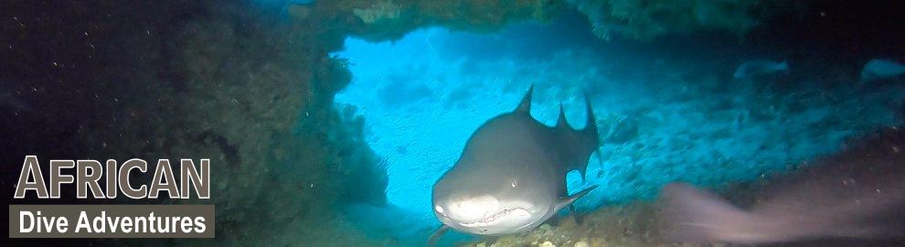 slide-sharkdiving-061
