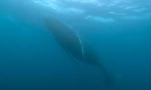 Humpback Whale