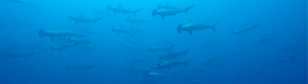Hammerheads