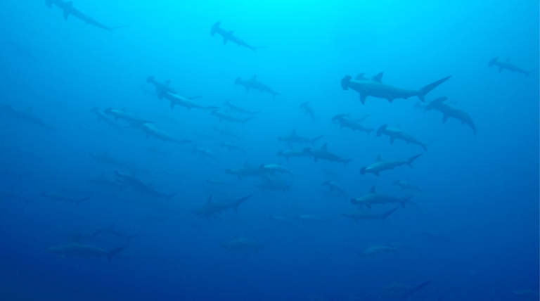 Scalloped Hammerheads