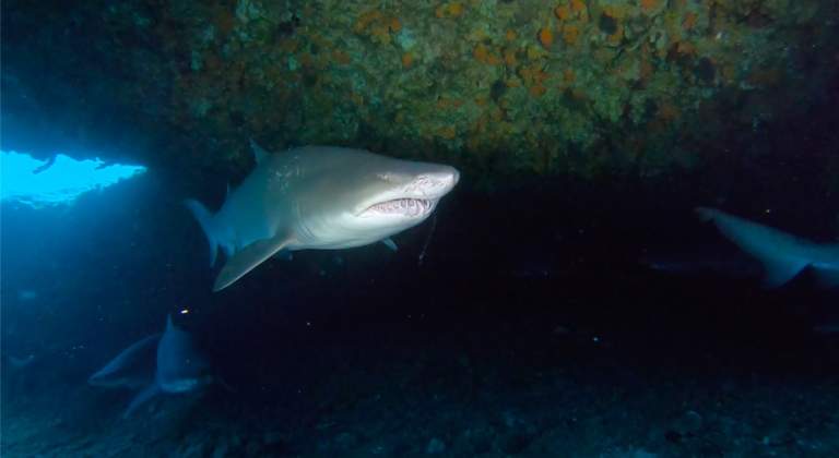 Raggedtooth Shark