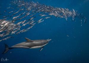 Sardine Run