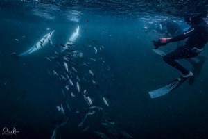 Sardine Run