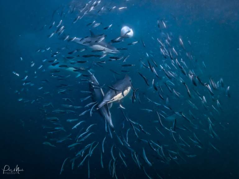 Sardine Run