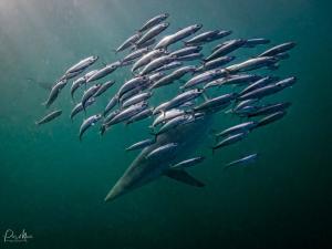 Sardine Run