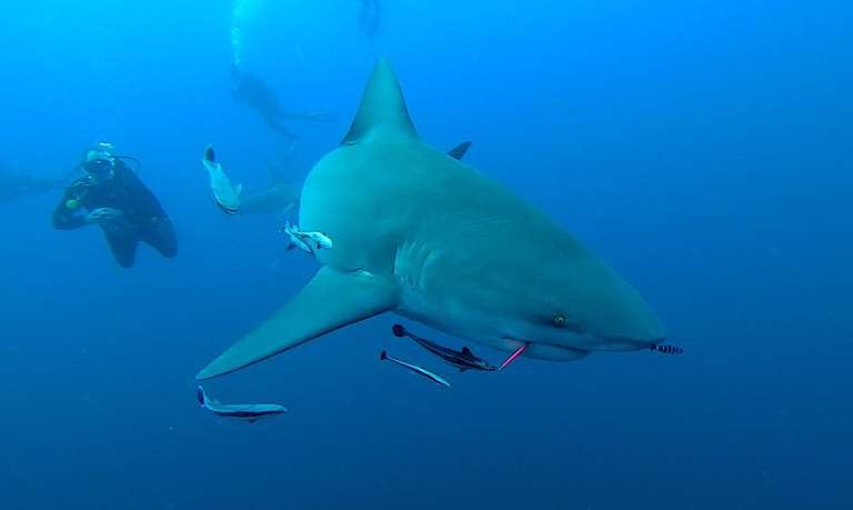 Bull Shark on Protea Banks