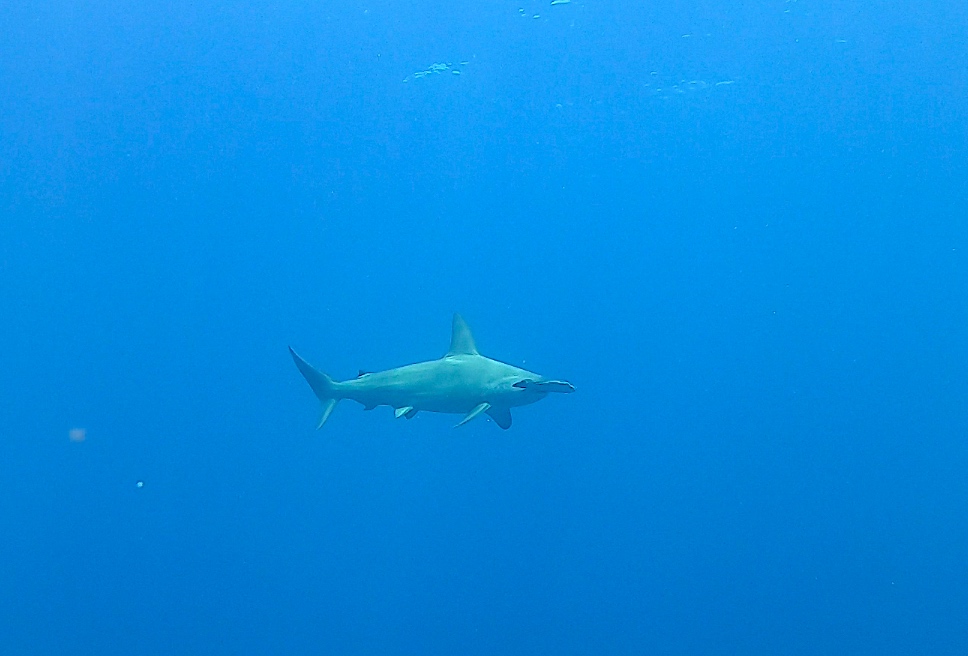 Great hammerhead Shark on Protea banks