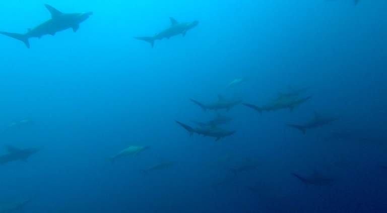 Hammerheads on Protea Banks