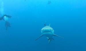 Bull Shark Protea Banks