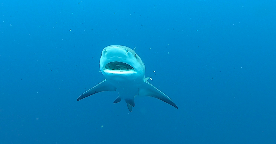 Bull Shark Protea Banks