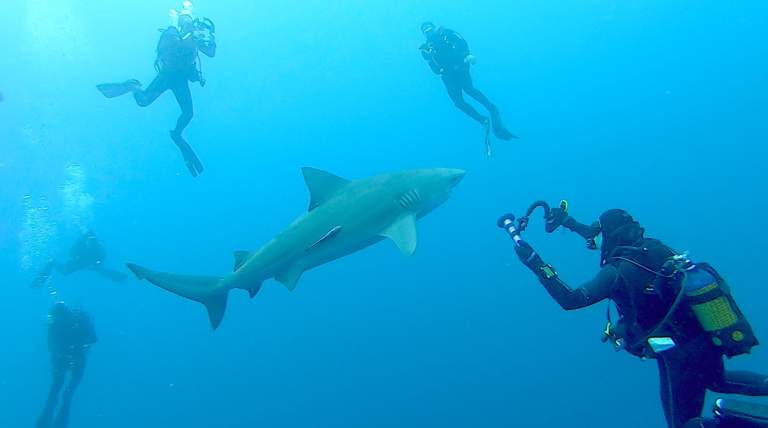 Bull Shark Protea Banks