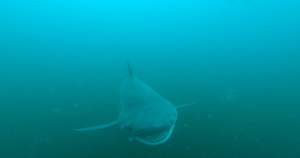 Bull Shark