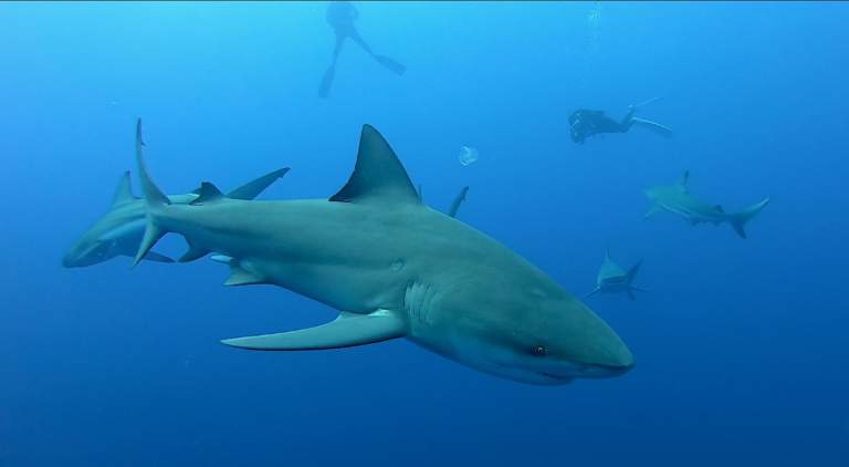 Bullshark on Protea Banks