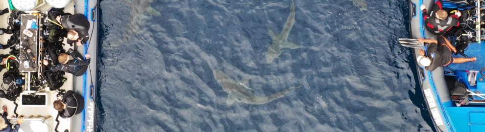 Sharks on Protea Banks