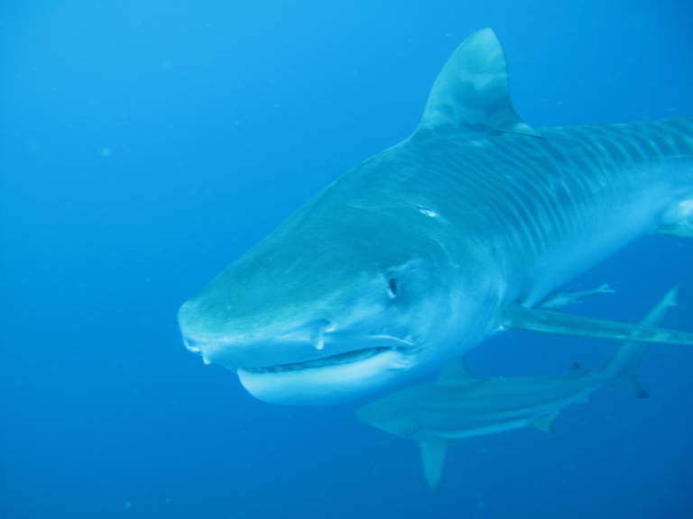 Tigershark on Protea Banks