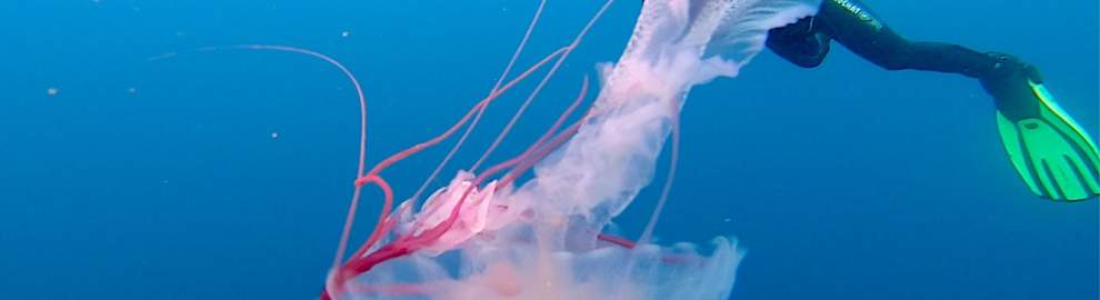 Jellyfish on Protea Banks